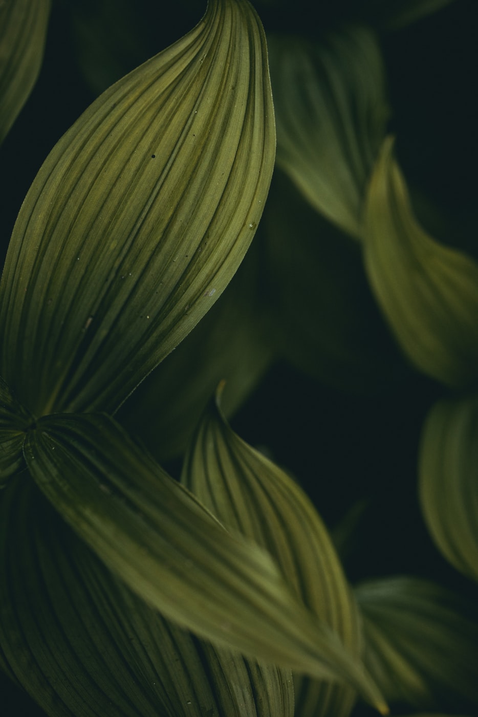 green plant