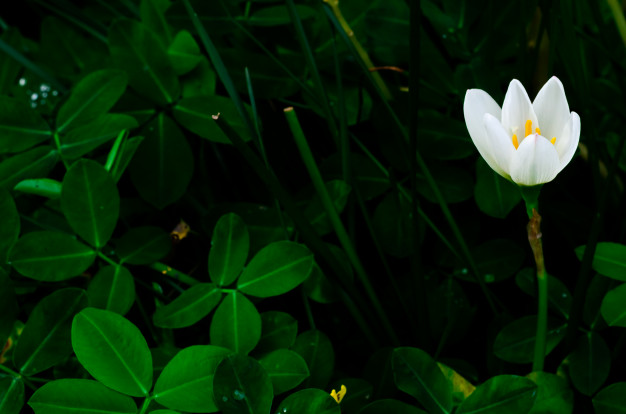 lily flower